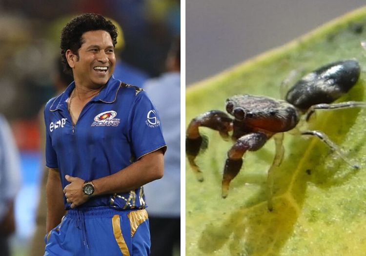 tendulkarspider121101